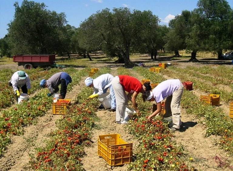braccianti agricoli