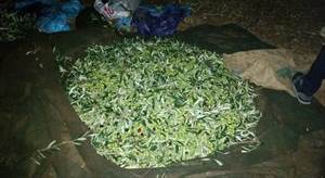 le olive sequestrate