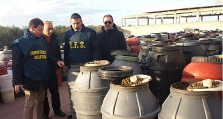 Le olive sequestrate dalla Forestale
