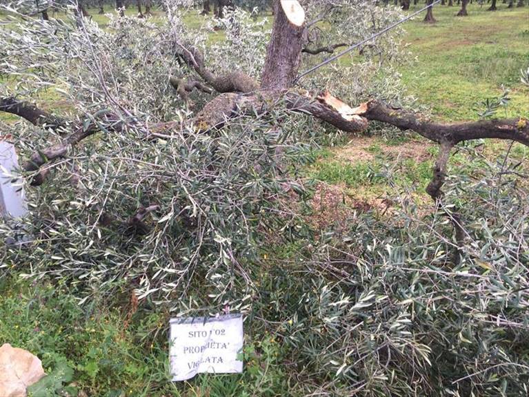 Uno degli ulivi recisi
