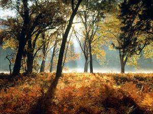 Ambiente