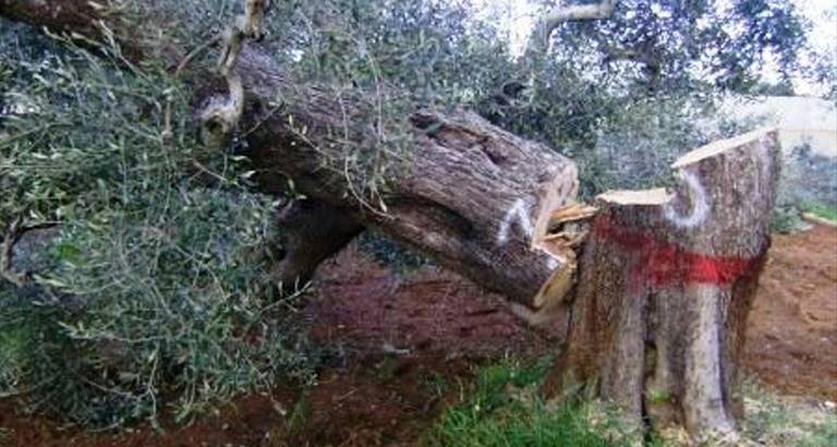 Un ulivo colpito da xylella