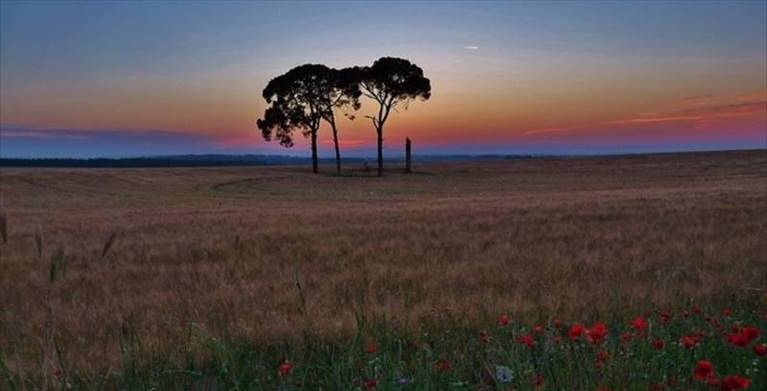 murgia