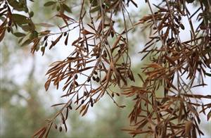 Ulivo colpito da Xylella