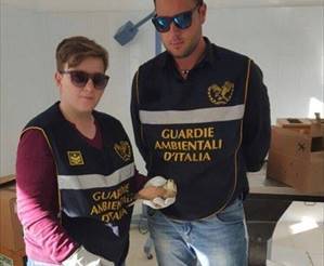 Il falco grillaio recuperato a Terlizzi