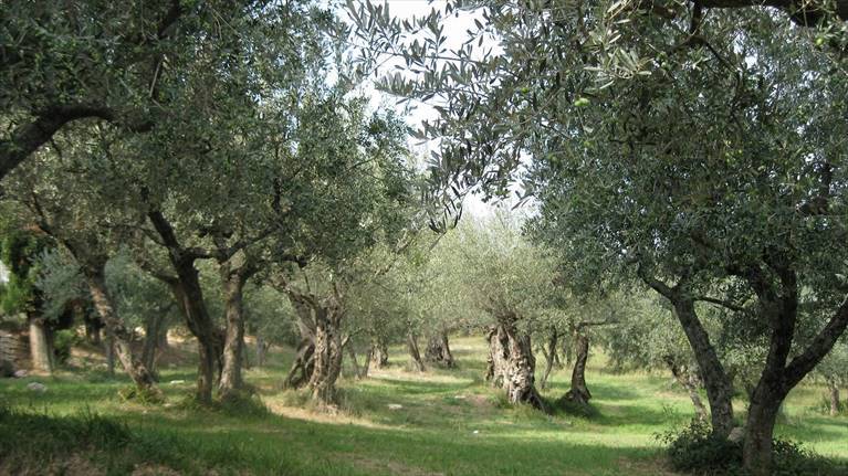 Al via domani gli incontri per la presentazione del nuovo Psr e la progettazione del Piano di azione locale 2014-2020