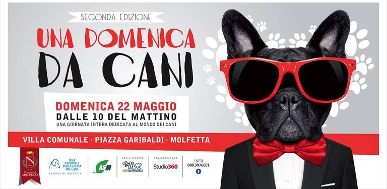 Una domenica da cani