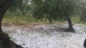 grandine in campagna