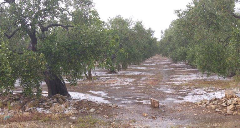 La grandine di venerdì