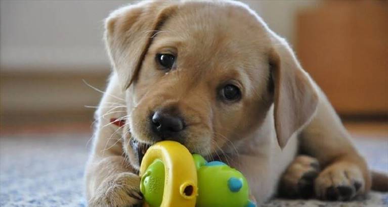 cucciolo
