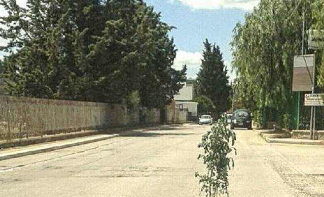 una pianticella nel mezzo di viale dei lilium