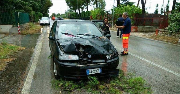 albero crollato sulla terlizzi-molfetta
