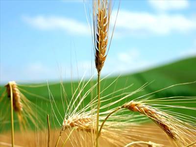 grano