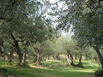 L'Associazione nazionale produttori agricoli conterà su una sezione anche a Ruvo