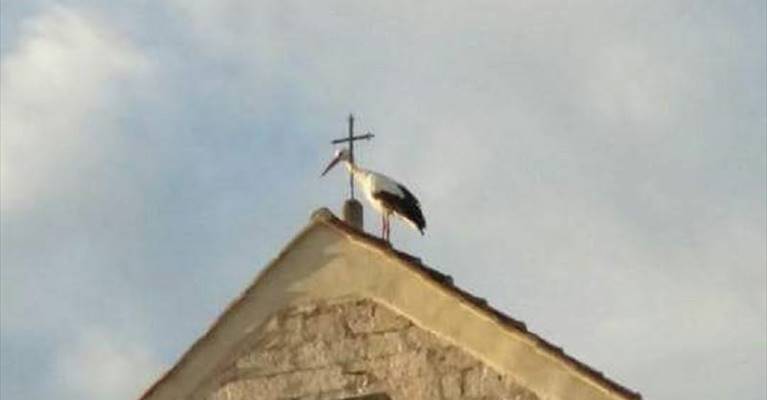 cicogna nidifica sul tetto di santa maria di sovereto