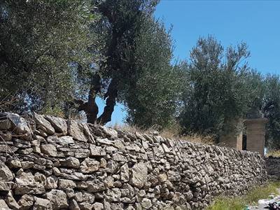 Il nuovo Gal Fior d'Olivi prende forma