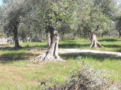 Germana de Lucia commenta la ripresa del pattugliamento di Polizia municipale e Guardie campestri