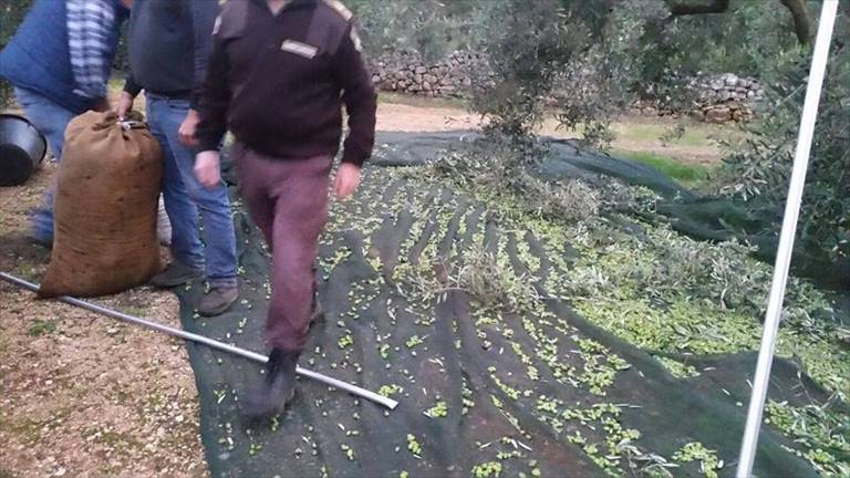 Furto di olive sventato dalle Guardie Campestri