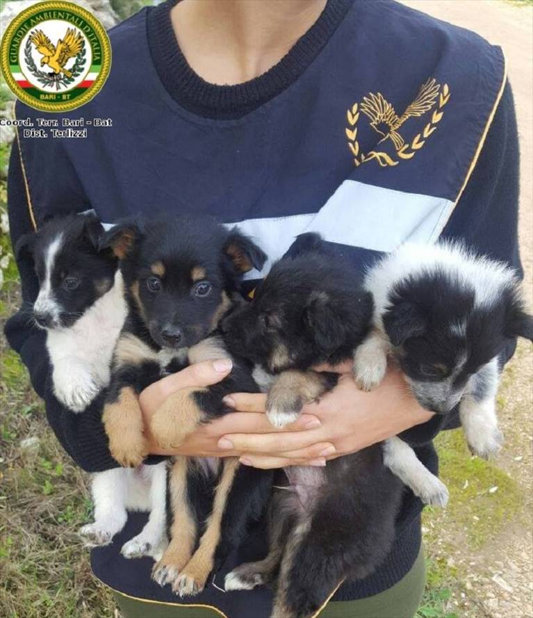cuccioli ritrovati dalle guardie ambientali d'italia