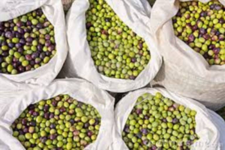 sacchi di olive