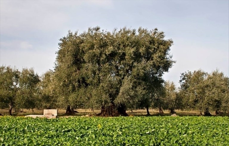 L'ulivo secolare di Corato