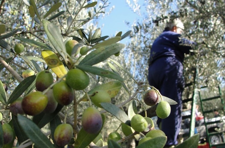 Le olive? «Si paghino con bonifici bancari»