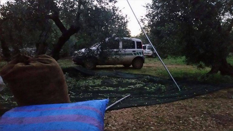 Furto di olive sventato dalle Guardie Campestri