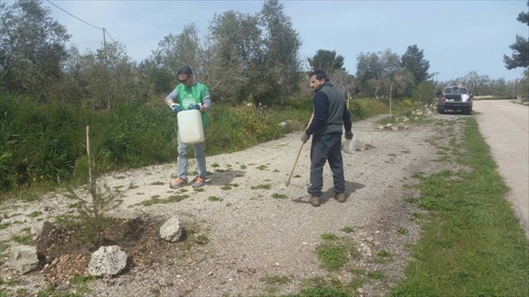 Quattro nuovi pini messi a dimora in Contrada la Padula