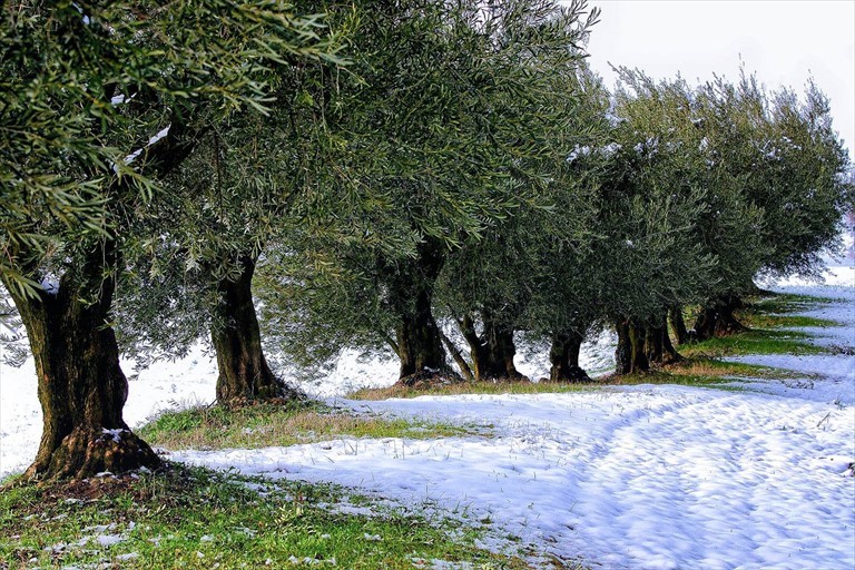 Ulivi colpiti dal gelo