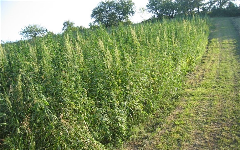Canapa in agricoltura