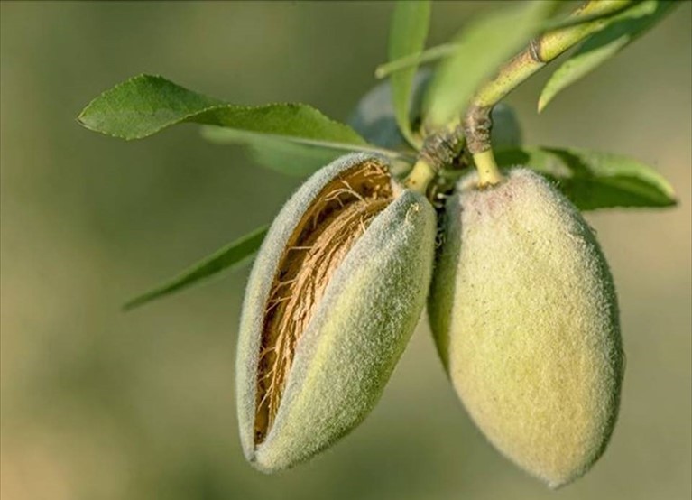 Mandorlo