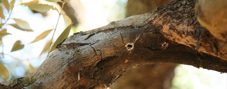Ulivo devastato dalla Xylella