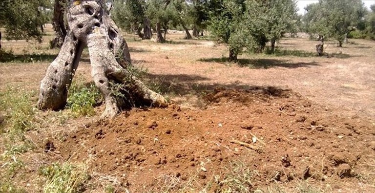 Furto di ulivi nelle campagne di Giovinazzo