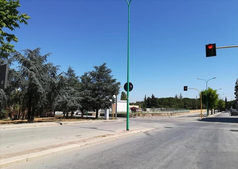 I cedri di Via Giovinazzo saranno trasferiti in Viale dei Giardini