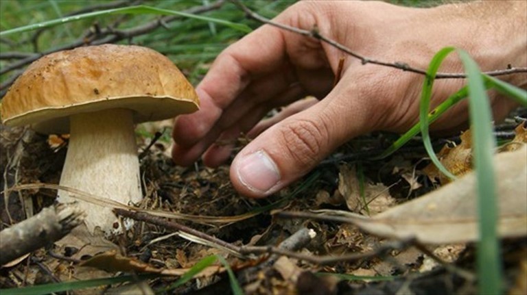 Raccolta funghi