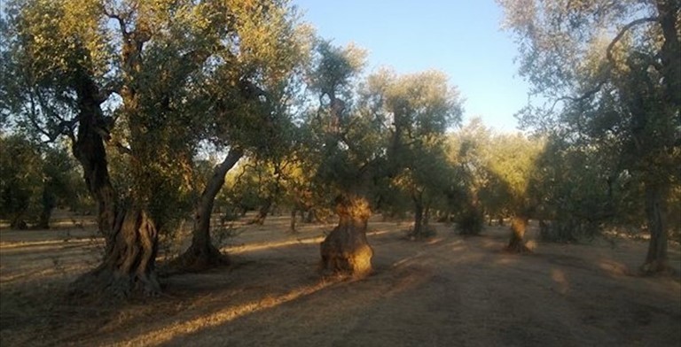 Uliveti pugliesi