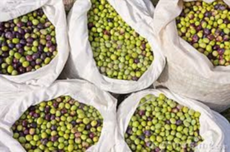 sacchi d'olive