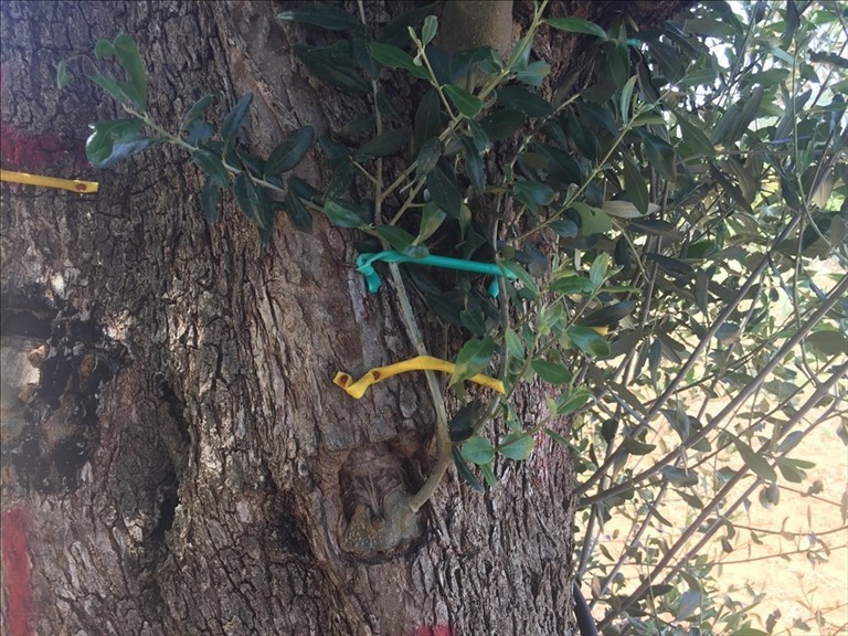 Xylella