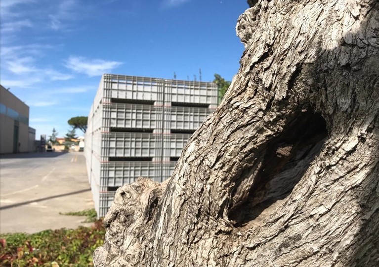 Un'annata senza olive