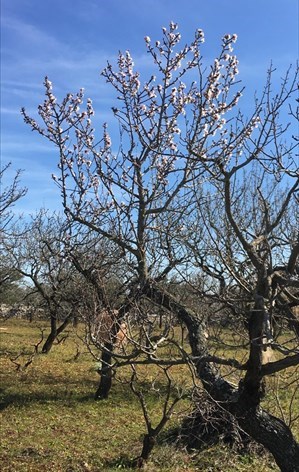 “Finta primavera” in corso