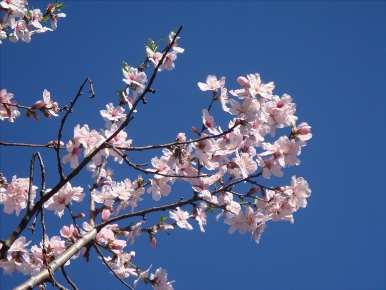 In Puglia è già primavera: nei giorni della merla mandorli in fiore. Coldiretti lancia l'allarme