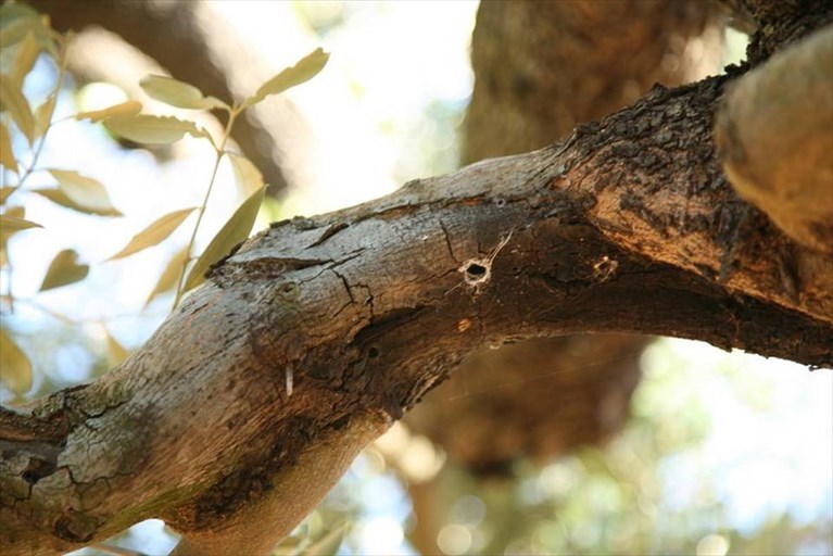 Ulivo devastato dalla Xylella