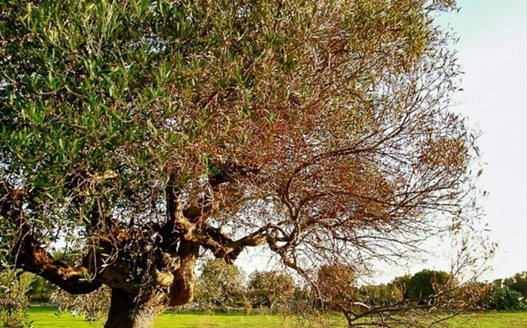 Un ulivo colpito da Xylella