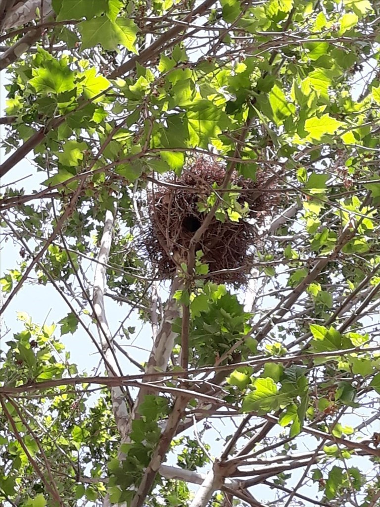 Nido di pappagalli verdi a Bitonto