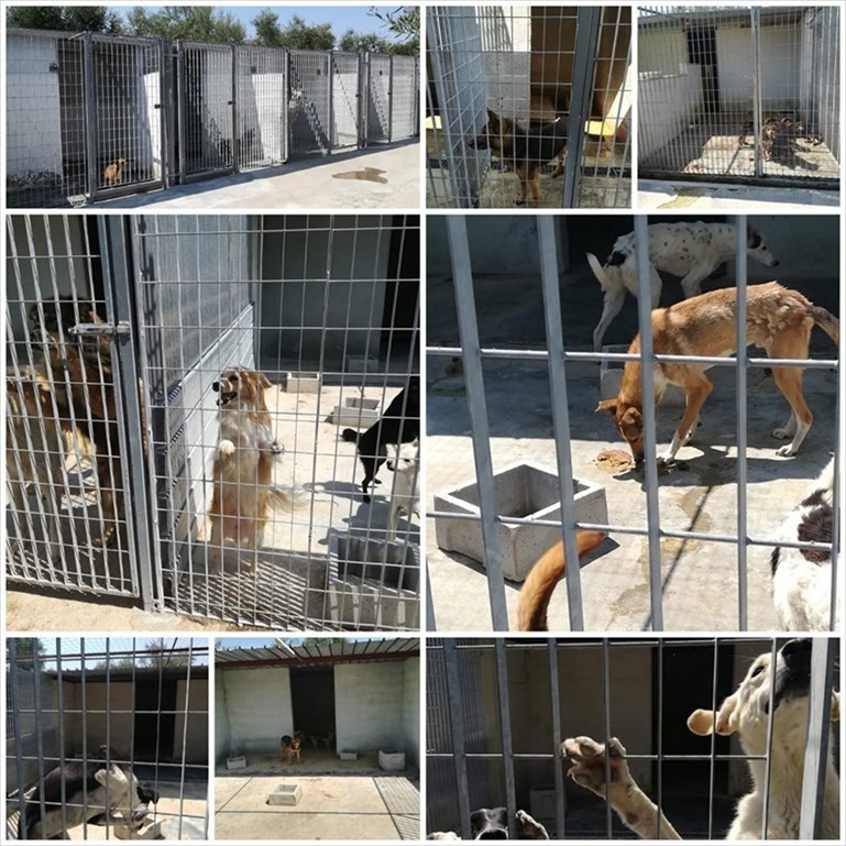 Scoppia (ancora) il caso canile: «Costa 300mila euro l'anno e i cani muoiono senza motivo»