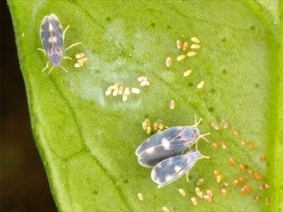 Aleurocanthus spiniferus