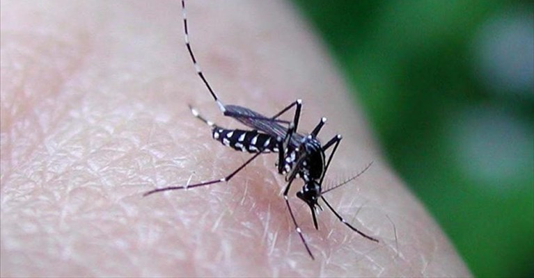 Zanzara tigre: massima allerta in Puglia
