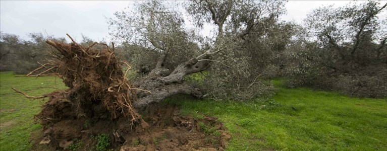 Xylella