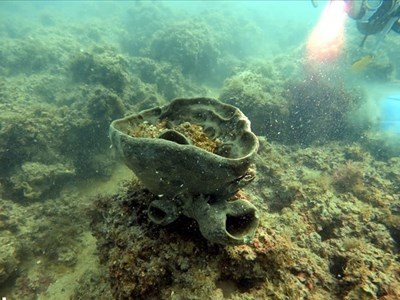La spugna a forma di calice nel mare di Giovinazzo