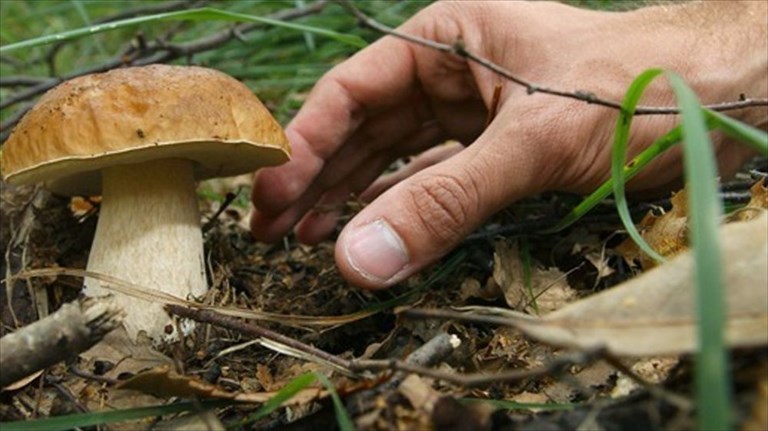 Raccolta funghi